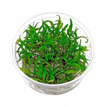 Cryptocoryne semblait en coupe - Aquaflora