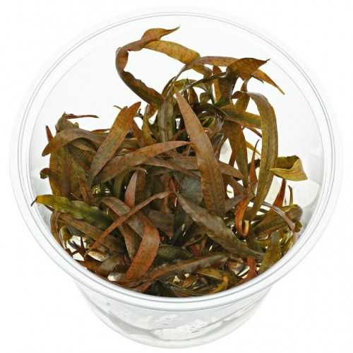 Cryptocoryne Spiralis 'Tiger' in Cup - Aquaflora