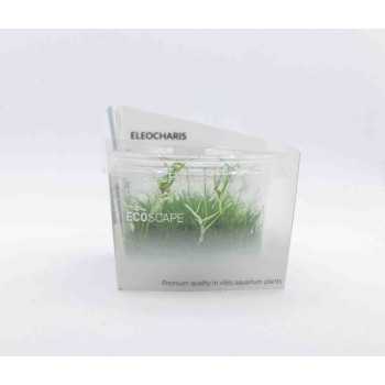 Eleocaris Parvula en coupe - Aquaflora