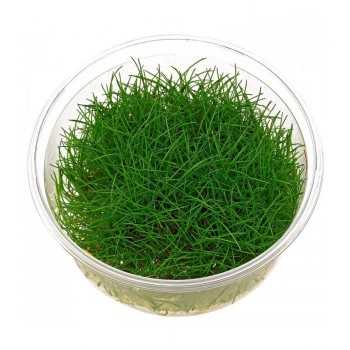 Eleocharis parvula in cup - Aquaflora 2