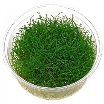 Eleocharis sp. 'Minima' in cup - Aquaflora