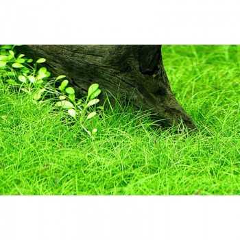 Eleocharis sp. 'Minima' in cup - Aquaflora 2