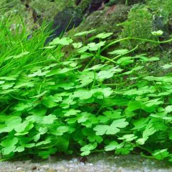 Hydrocotyle sp. 'Japan' in cup - Aquaflora 2