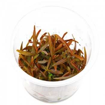 Hygrophila lancea sp. Araguaia in cup - Aquaflora