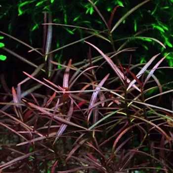 Hygrophila lancea sp. Araguaia in cup - Aquaflora 2