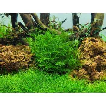 Leptodictionum Riparium (Stringy Moss) in Cup - Aquaflora 2