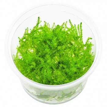 Leptodictionum Riparium (Stringy Moss) in Cup - Aquaflora