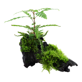 Hygrophila pinnatifida and moss su legno - Tropica