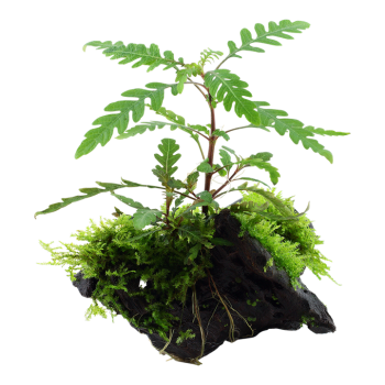 Hygrophila pinnatifida and moss su legno - Tropica 2