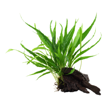 Pteropus microsorum sur bois - Tropica