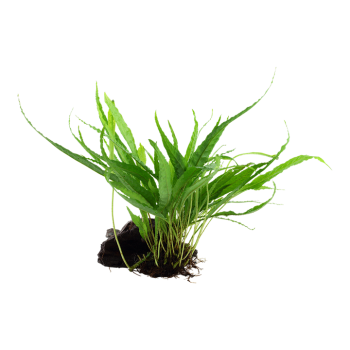 Pteropus microsorum sur bois - Tropica 2