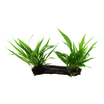 Pteropus microsorum on wood XL - Tropica