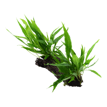 Pteropus microsorum on wood XL - Tropica 2