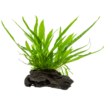 Microsorum pteropus nano wood su legno - Tropica 2