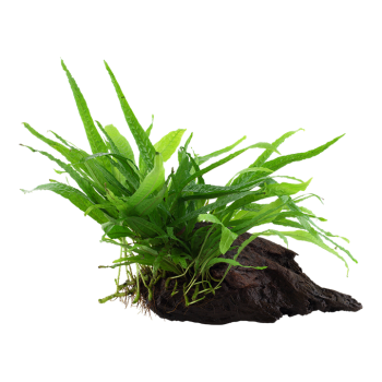 Microsorum Pteropus Narrow on wood - Tropica