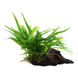 Microsorum Pteropus Narrow on wood - Tropica