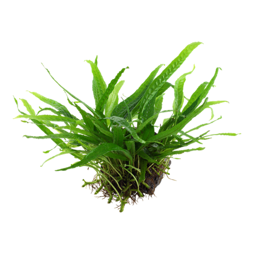 Microsorum Pteropus Narrow on wood - Tropica