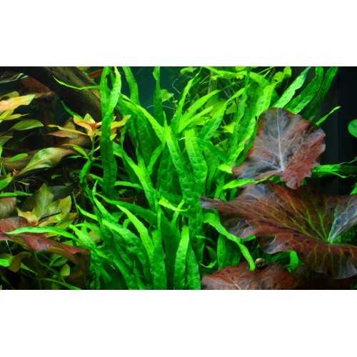 Microsorum Pteropus Narrow on wood - Tropica