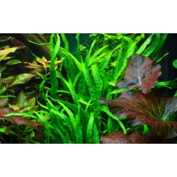 Microsorum Pteropus Narrow on wood - Tropica