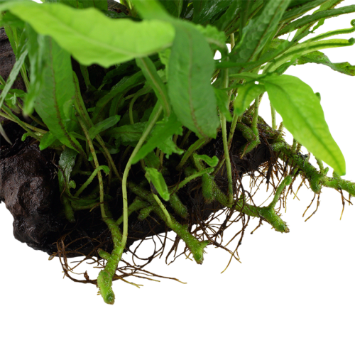 Microsorum Pteropus Narrow on wood - Tropica