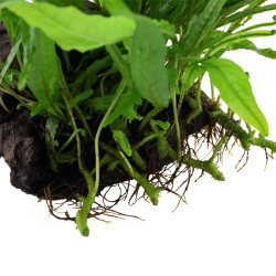 Microsorum Pteropus Narrow on wood - Tropica