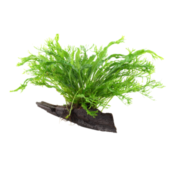 Microsorum Pteropus Windeløv sur bois - Tropica