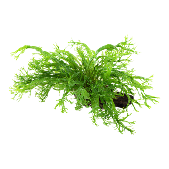 Microsorum Pteropus Windeløv sur bois - Tropica 2