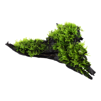 Vesicular Mountaini Christmas on Wood - Tropica 2
