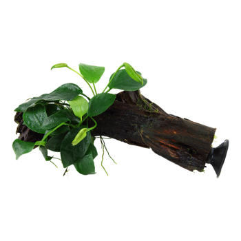 Anubias Bétones var. Nana sur bois avec ventouse - Tropica