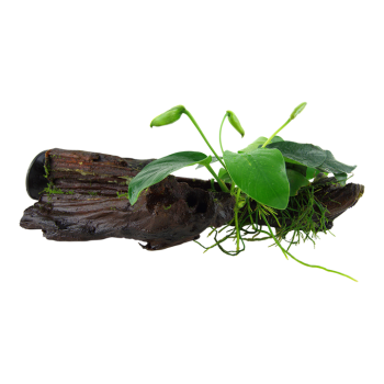 Anubias Bétones var. Nana sur bois avec ventouse - Tropica 2