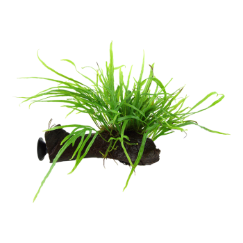 Microsorum pteropus Trident su legno con ventosa - Tropica