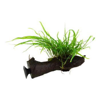 Microsorum pteropus Trident su legno con ventosa - Tropica 2