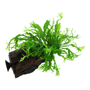 Pteropus Windeløv Microsorum sur bois avec ventouse -...