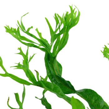 Pteropus Windeløv Microsorum sur bois avec ventouse -... 2