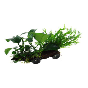 Microsorum sp. Sur bois xl avec ventouse - Tropica 2