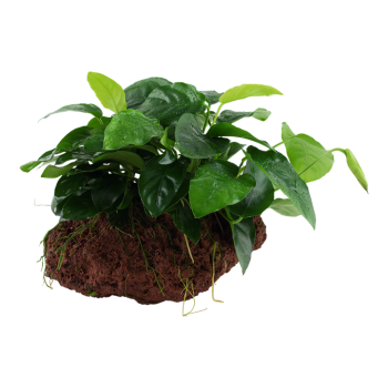 Anubias barteri var. nana su roccia lavica - Tropica