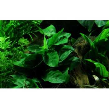 Anubias Barters Var. Nana on lava rock - Tropica 2
