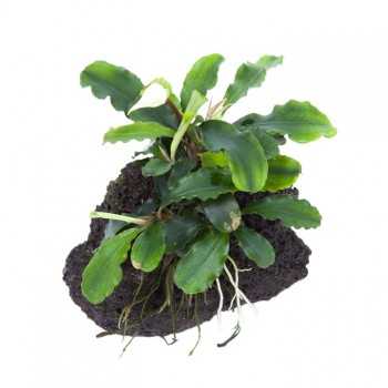Bucephalandra Pygmaea Wavy Green sur la lave Rock - Tropica