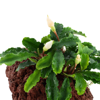Bucephalandra PYGMAEA WAVY GREEN on lava rock - Tropica 2