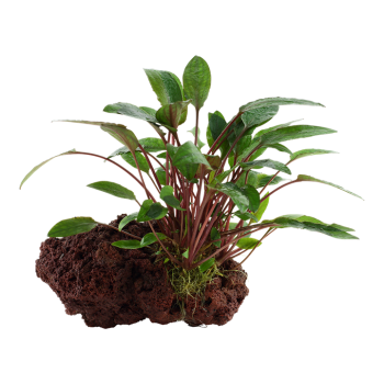 Cryptocoryne Beckettii Petchii on lava rock - Tropica