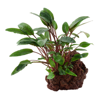 Cryptocoryne Beckettii Petchii on lava rock - Tropica 2
