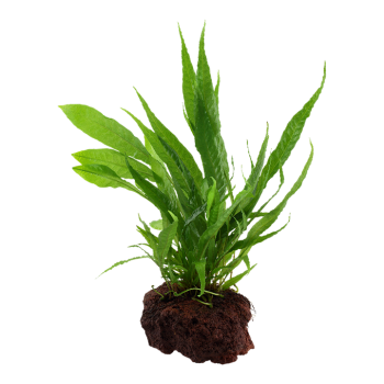 Microsorum pteropus sur la lave roche - Tropica 2