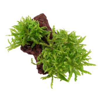 Pogoston Helferi sur la lave rock - Tropica