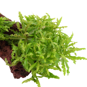 Pogostemon Helferi on lava rock - Tropica 2