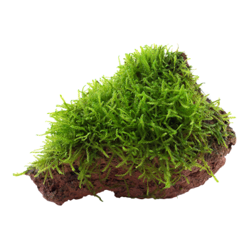 Taxiphyllum Barbieri Bogor Moss on lava rock - Tropica
