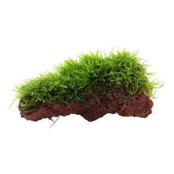 Taxiphyllum Barbieri Bogor Moss sur la lave Rock - Tropica 2