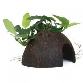 Anubias Barters Var. Nana on coconut - Tropica