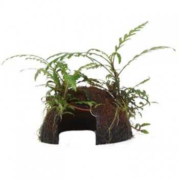 Hygrophila pinnatifida on coconut - Tropica