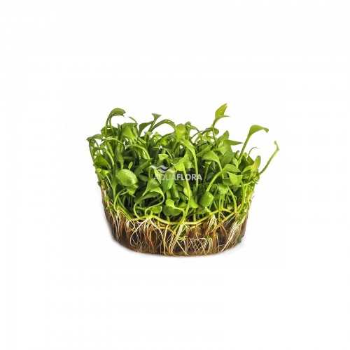 Marsilea Angustifolia in Cup - Aquaflora