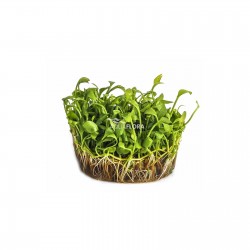 Marsilea Angustifolia in Cup - Aquaflora